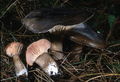Hygrophorus camarophyllus